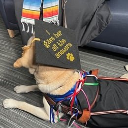 Dog Asher wearing his graduation cap that says "I gave her all the answers"